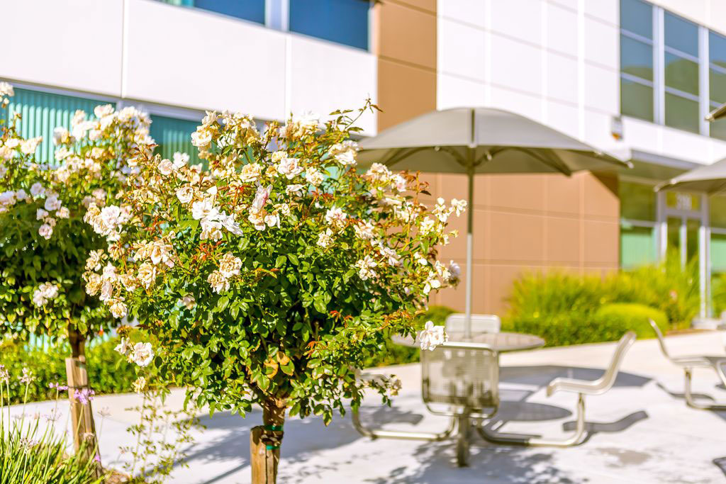A well-maintained outdoor seating area with a tree in full bloom, surrounded by a patio with a dining table and chairs.