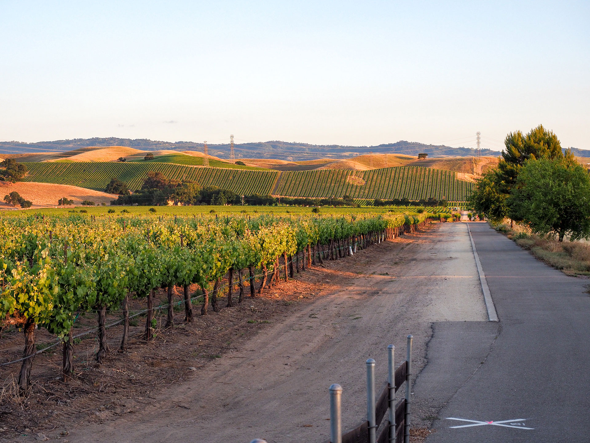 The image shows a serene rural landscape with a road leading towards a vineyard under a clear sky.
